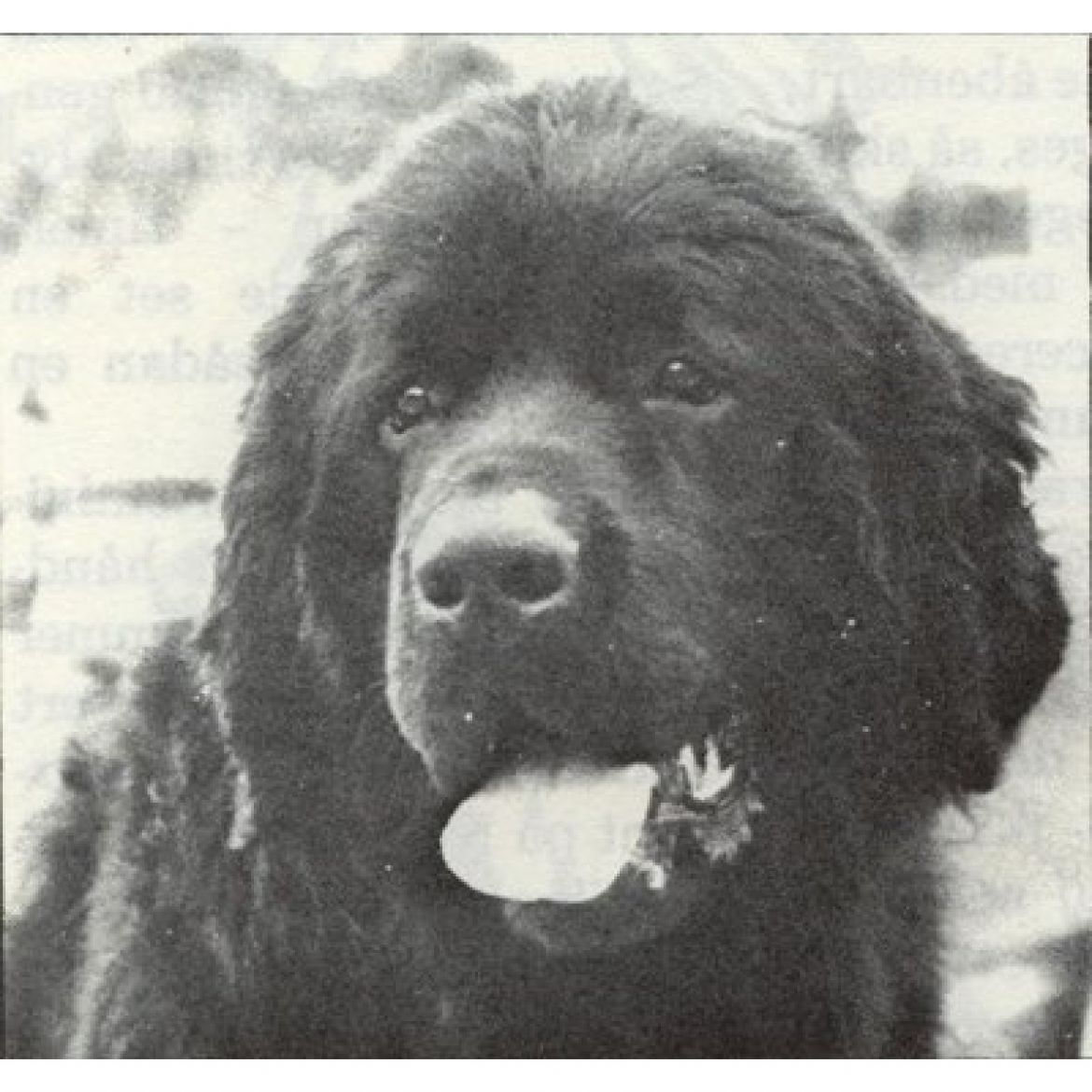 R Arvals Nordstrands Talisman (21-02-1983)